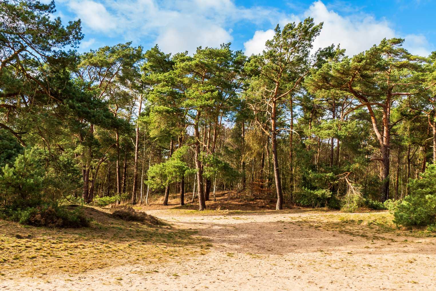 Verblijven In Een Vakantiehuis In De Sallandse Heuvelrug - B Plan